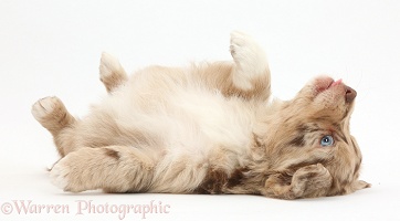 Mini American Shepherd puppy lying on her back