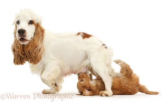 Cocker Spaniel mother and suckling puppy