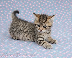 Cute playful tabby kitten on flowery background
