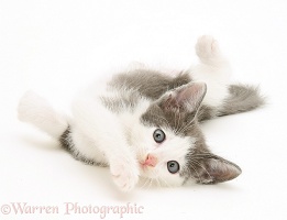 Playful grey-and-white kitten rolling over