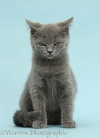 Blue British Shorthair kitten looking angry