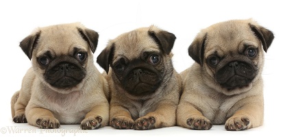Three Pug puppies in a row