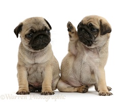 Pug puppies, one waving to the other