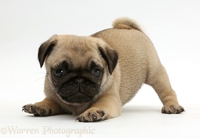 Playful Pug puppy in play-bow