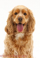 Golden Cocker Spaniel dog