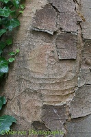 Sycamore bark pattern