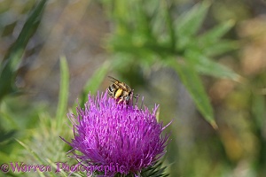 Little Flower Bee on Spear Thistle