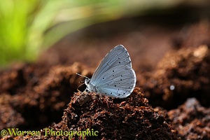 Holly Blue Butterfly at 'salt lick' on peat