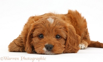 Cavapoo puppy with chin on floor