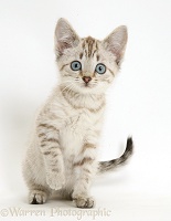 Sepia tabby Bengal-cross kitten