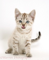 Sepia tabby Bengal-cross kitten with tongue out