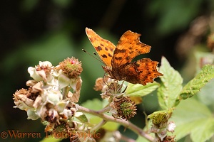 Comma Butterfly female feeding on Bramble