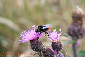 Early Bumblebee visiting Knapweed