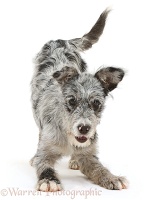 Blue merle mutt puppy in play-bow