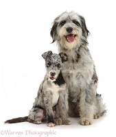 Blue merle Cadoodle and mutt pup