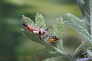 Vapourer Moth caterpillar