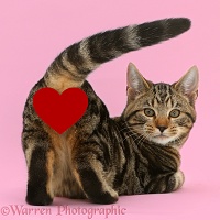 Tabby cat - Hit the Love button baby!