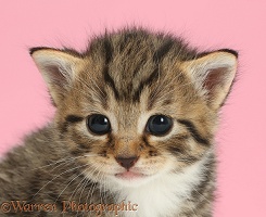 Adorable tabby kitten on pink background