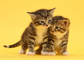 Cute baby tabby kittens on yellow background