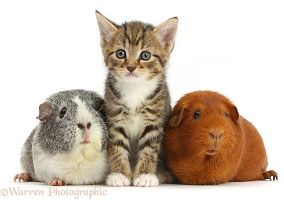 Cute tabby kitten and Guinea pigs