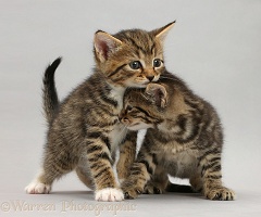 Tabby kittens standing on grey background