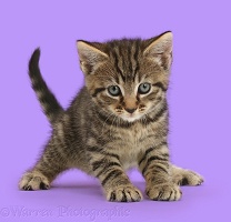 Tabby kitten crouched in funny pounce pose