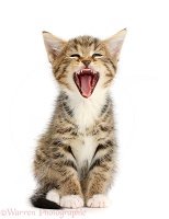 Tabby kitten sitting and yawning