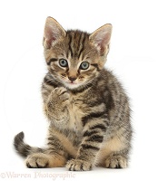 Tabby kitten sitting with raised paw