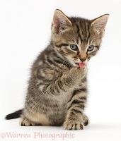 Tabby kitten sitting and licking a paw