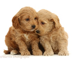 Adorable Cockapoo puppies