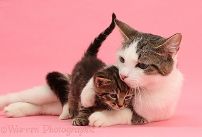 Adorable mother cat and tabby kitten on pink background