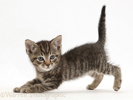 Small tabby kitten in play-bow posture