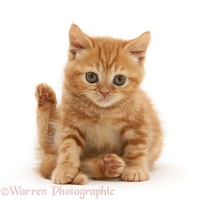 Ginger kitten sitting with hind leg raised
