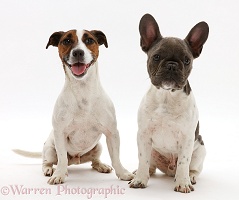 French Bulldog and Jack Russell Terrier