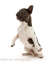 French Bulldog jumping back in surprise