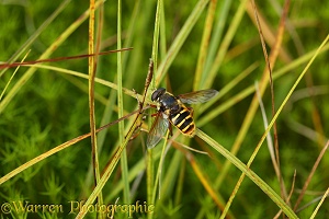 Bog Hoverfly among sedge and Sphagnum
