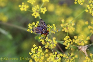 Bug Fly male on Wild Parsnip