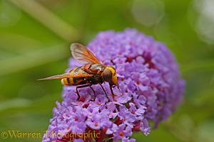 Hornet Hoverfly on Buddleia