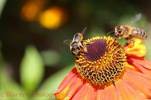 Leaf-cutting Bee and Honey Bee on Helenium