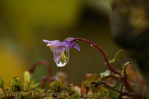 Raindrop on Ivy-leaved Toadflax flower