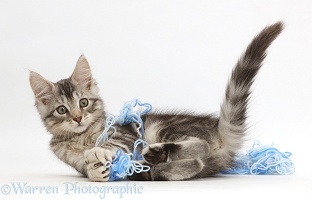 Silver tabby kitten playing with wool