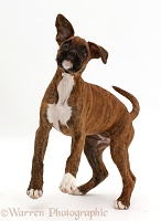 Playful brindle Boxer puppy