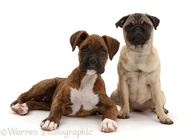 Pug puppy sitting with Boxer puppy