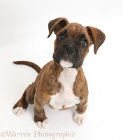 Brindle Boxer puppy sitting looking up