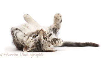 Silver tabby kitten lying on his back