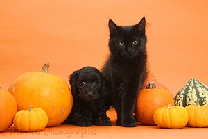 Black kitten and Daxiedoodle puppy with pumpkins