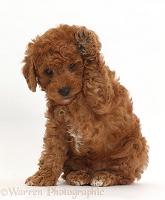 F1b toy goldendoodle puppy holding paw up to ear