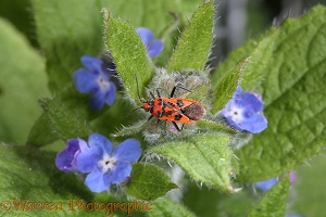 Black-and-red Squash Bug