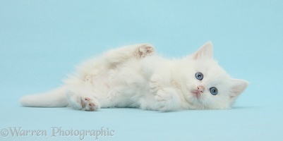 White kitten rolling playfully on blue background