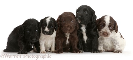 Five Cocker Spaniel puppies sitting in a row